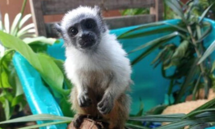 Sauim-de-coleira em ambiente natural, com pelagem branca e marrom e olhos curiosos.