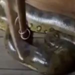 Sucuri de quase quatro metros dentro de residência.