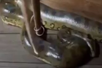 Sucuri de quase quatro metros dentro de residência.