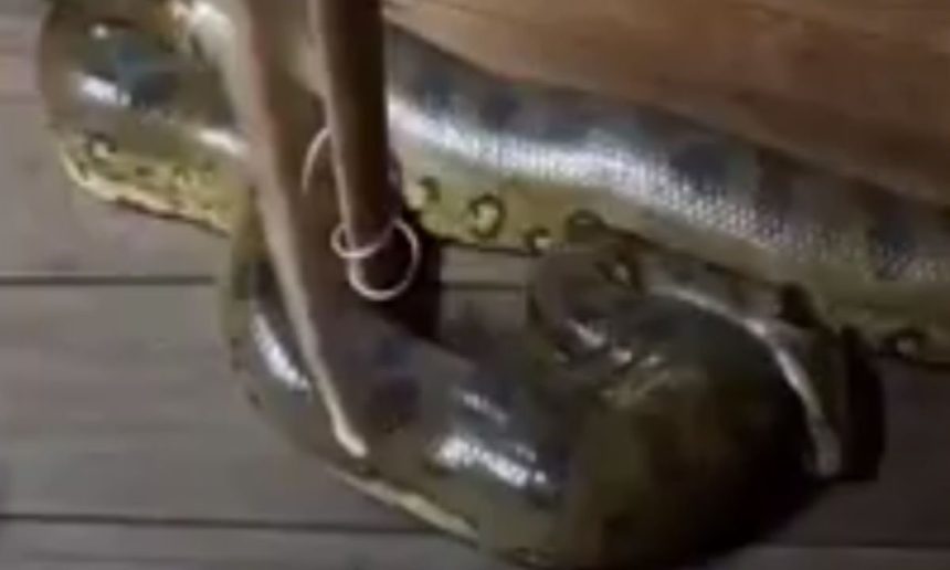 Sucuri de quase quatro metros dentro de residência.