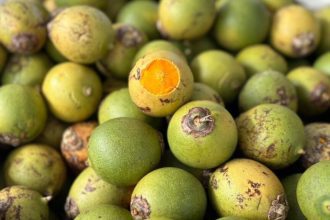 Tucumãs, frutos regionais com casca verde e amarela, um deles com a polpa laranja exposta.
