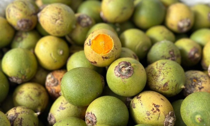 Tucumãs, frutos regionais com casca verde e amarela, um deles com a polpa laranja exposta.