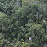 Vista aérea da floresta amazônica exuberante e densa.