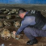 Base Arpão 2 apreensão de quelônios