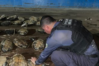 Base Arpão 2 apreensão de quelônios