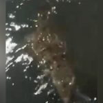 Jacaré é flagrado buscando alimento para filhotes na Zona Sul de Manaus