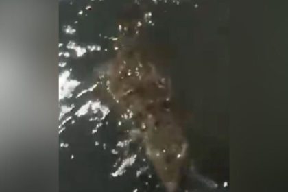 Jacaré é flagrado buscando alimento para filhotes na Zona Sul de Manaus