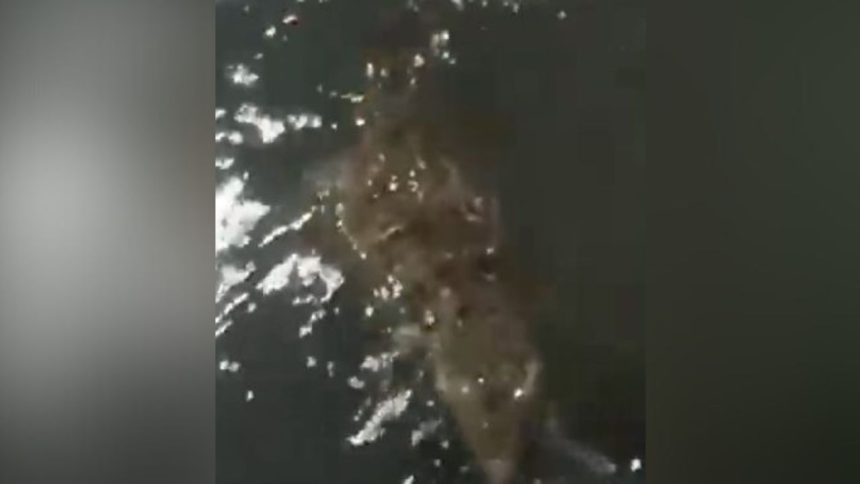 Jacaré é flagrado buscando alimento para filhotes na Zona Sul de Manaus