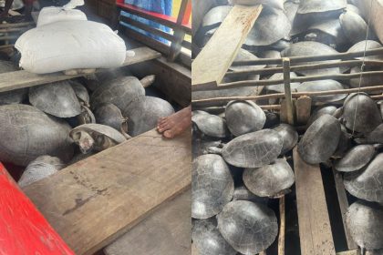 Homem é preso em Canutama por caça ilegal