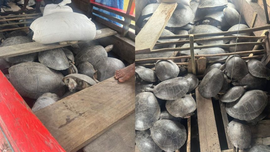 Homem é preso em Canutama por caça ilegal