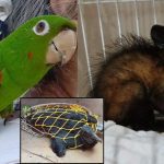 Animais silvestres resgatados em Manaus: papagaio, filhote de ave, urubu e gambá.