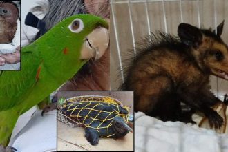 Animais silvestres resgatados em Manaus: papagaio, filhote de ave, urubu e gambá.