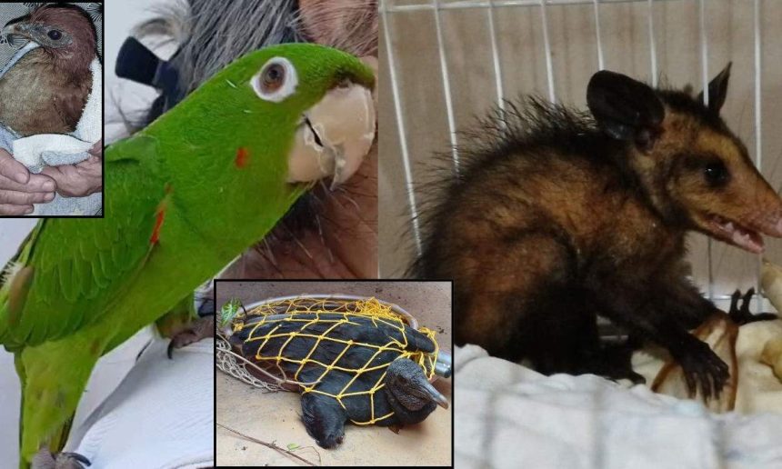 Animais silvestres resgatados em Manaus: papagaio, filhote de ave, urubu e gambá.