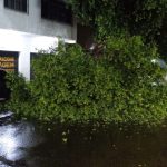 Árvore caída na Avenida Joaquim Nabuco, em Manaus, após fortes ventos.