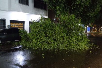 Árvore caída na Avenida Joaquim Nabuco, em Manaus, após fortes ventos.