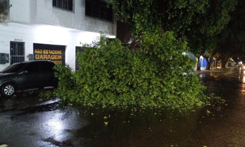 Árvore caída na Avenida Joaquim Nabuco, em Manaus, após fortes ventos.