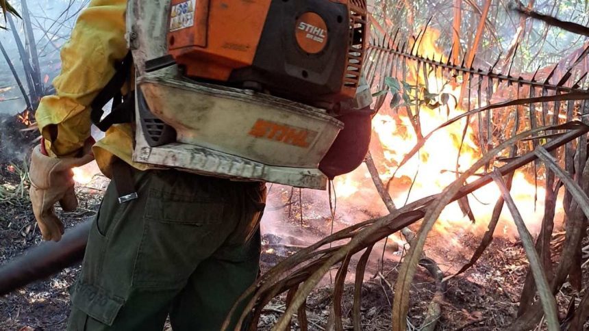 Bombeiro florestal usando soprador para conter incêndio florestal.