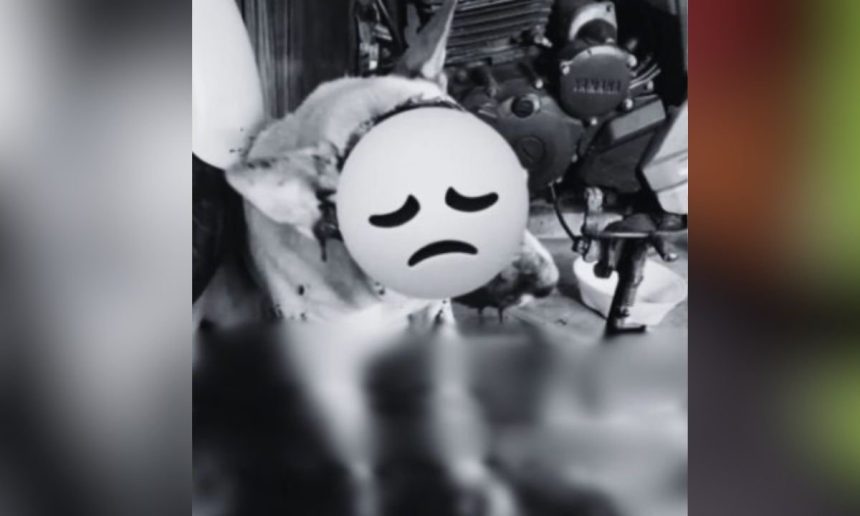 Cachorro ferido com emoji triste e parte de uma moto.