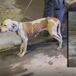 Cachorro magro e desnutrido sendo resgatado em área externa.