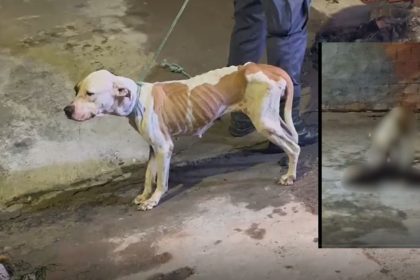 Cachorro magro e desnutrido sendo resgatado em área externa.
