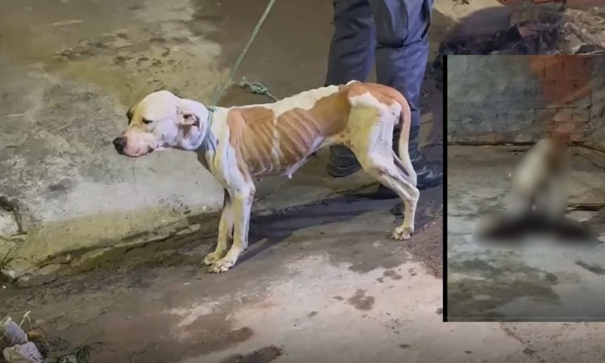 Cachorro magro e desnutrido sendo resgatado em área externa.