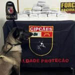 Cão farejador e apreensão de drogas em operação da Polícia no Amazonas.