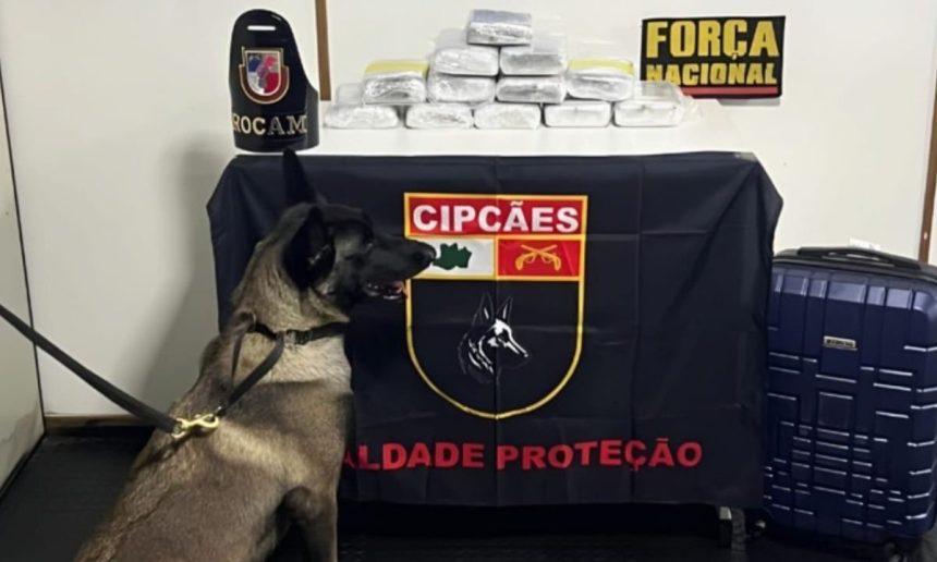 Cão farejador e apreensão de drogas em operação da Polícia no Amazonas.