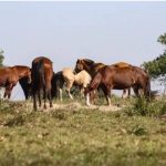 Cavalos pastando em um campo ensolarado.
