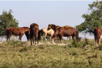 Cavalos pastando em um campo ensolarado.