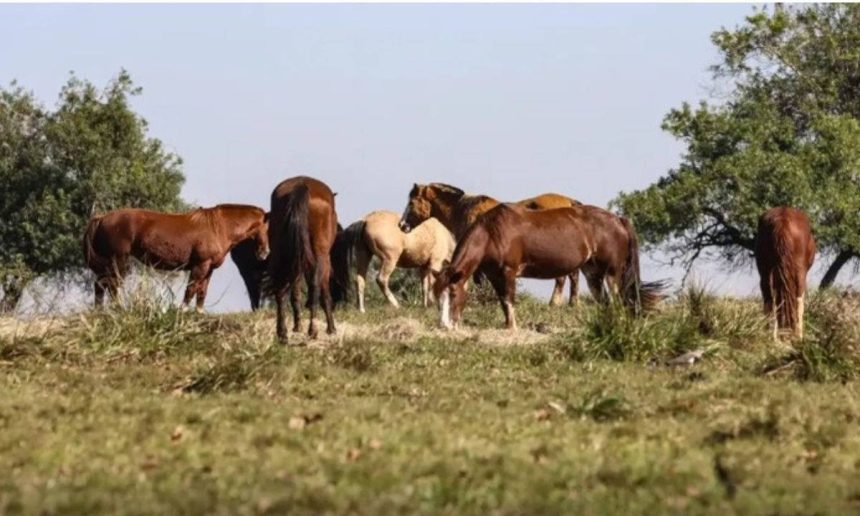 Cavalos pastando em um campo ensolarado.