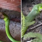 Cobra verde engolindo um sapo em ambiente natural.