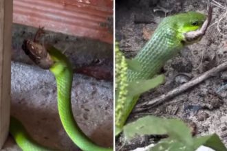 Cobra verde engolindo um sapo em ambiente natural.