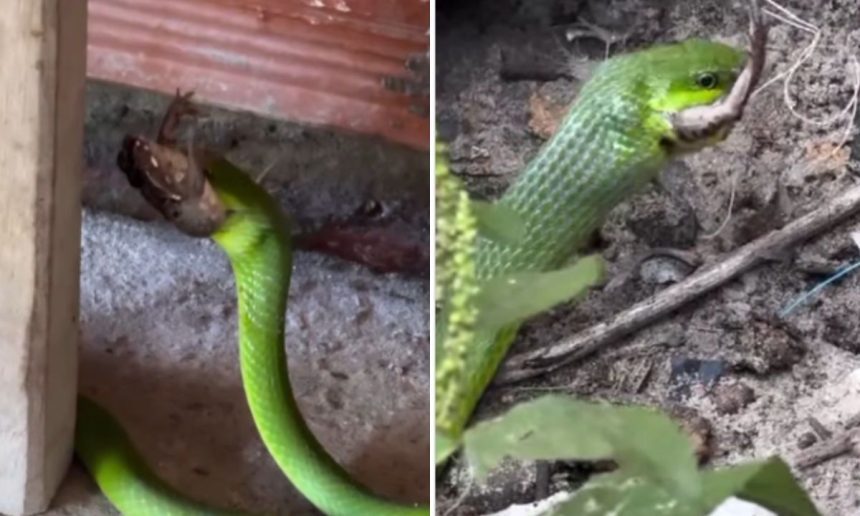 Cobra verde engolindo um sapo em ambiente natural.