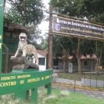 Fachada do Centro de Instrução de Guerra na Selva (CIGS) em Manaus, com placa e estátua de onça.