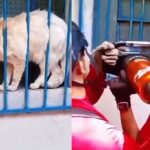 Gata grávida sendo resgatada por bombeiros em janela gradeada