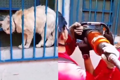 Gata grávida sendo resgatada por bombeiros em janela gradeada