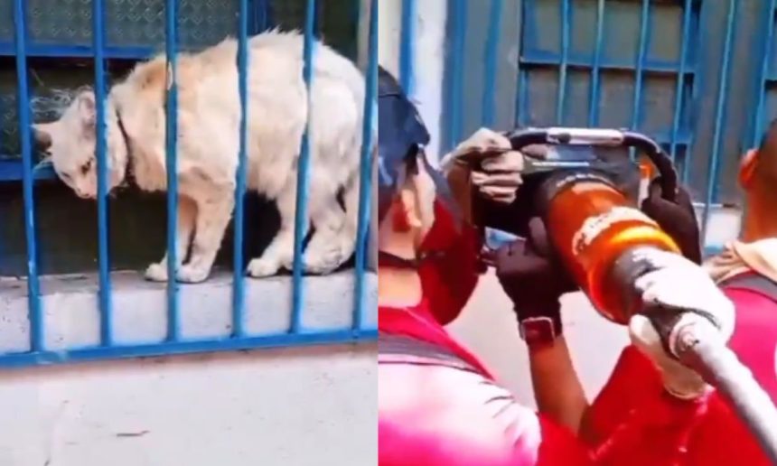 Gata grávida sendo resgatada por bombeiros em janela gradeada