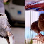 Gavião-pedrês e filhotes de aracuã resgatados em Manaus