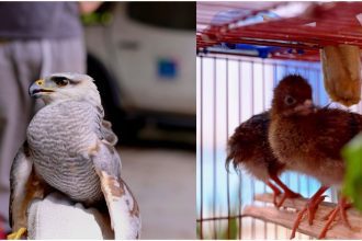 Gavião-pedrês e filhotes de aracuã resgatados em Manaus