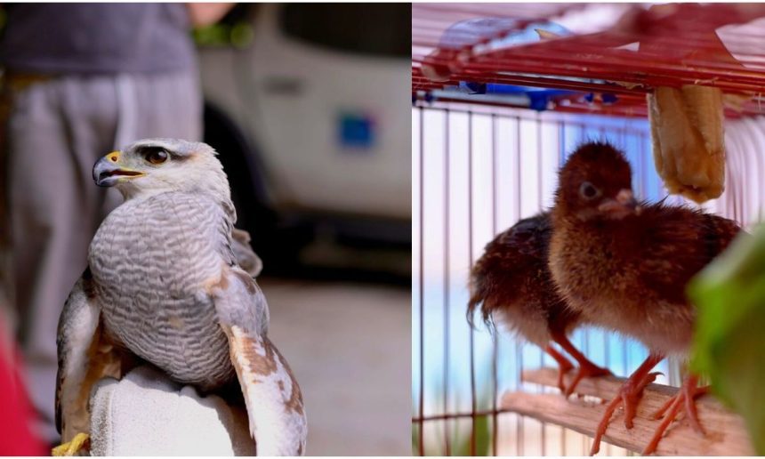 Gavião-pedrês e filhotes de aracuã resgatados em Manaus