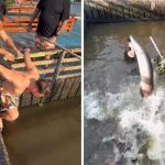 Homens pulando na água com peixes. Ibama investiga infrações ambientais.