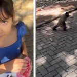 Maria Luísa e macaco: Menina de 6 anos com pipoca roubada por macaco.