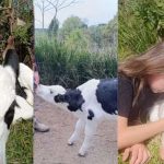 Menina com bezerro em Irati, Paraná. Ela comprou o animal com presente da mãe.