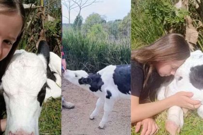 Menina com bezerro em Irati, Paraná. Ela comprou o animal com presente da mãe.