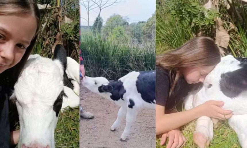 Menina com bezerro em Irati, Paraná. Ela comprou o animal com presente da mãe.