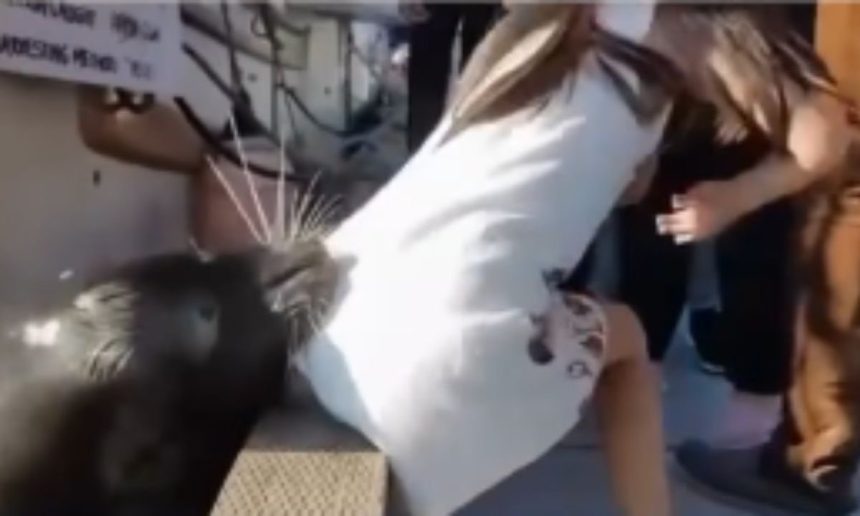 Menina sendo puxada por um leão-marinho na água