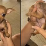 Mini pinscher João Vinícios sendo segurado pelas mãos de sua tutora, Tatiane, em Goiânia.