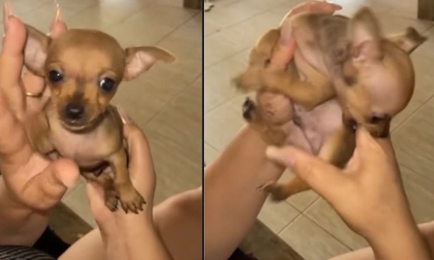 Mini pinscher João Vinícios sendo segurado pelas mãos de sua tutora, Tatiane, em Goiânia.