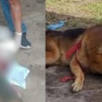 Pastor Alemão deitado com coleira vermelha após ataque a criança.