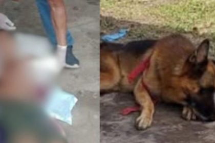 Pastor Alemão deitado com coleira vermelha após ataque a criança.